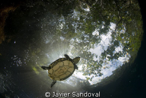 fresh water turtle swiming in cenote angelita near Tulum ... by Javier Sandoval 